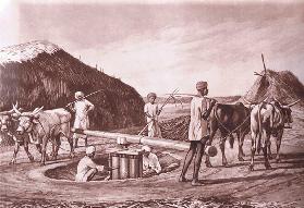 Native method of crushing sugar cane in India, from MacMillan school posters, c.1950-60s