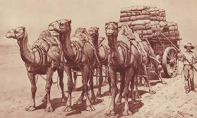 Camel train in Australia