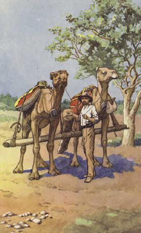 Prospector with camels