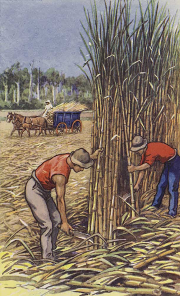 White men cutting sugar cane (Queensland) od J. Macfarlane