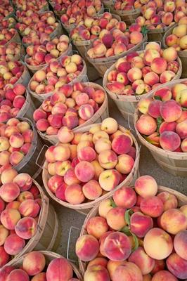 Bushels of Fresh Peaches od Jack Kunnen