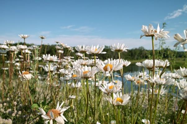 Wild Flowers and Pond od Jack Kunnen