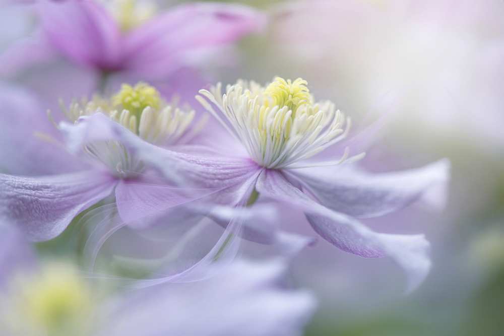 Clematis 'Mayleen' od Jacky Parker
