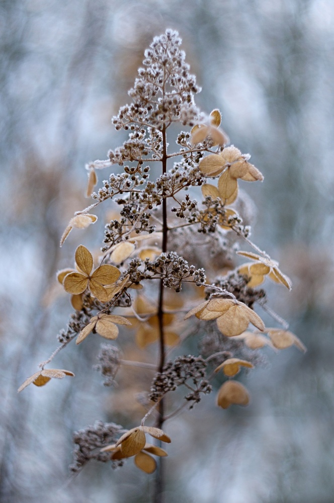 Winter Lace od Jacky Parker