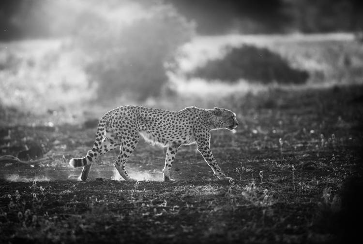 Backlit Cheetah od Jaco Marx