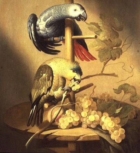 An African Grey and an Orange Winged Amazon Parrot on a Perch with Grapes od Jacob Fransz van der Merck
