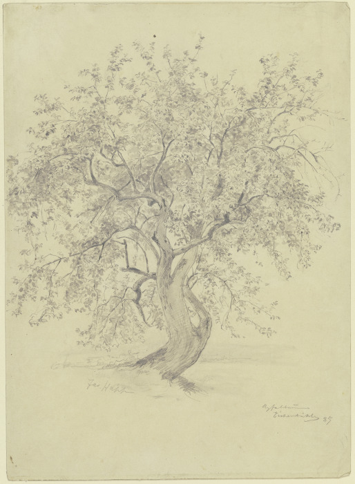 Apple tree at the Eichenbühl od Jacob Happ