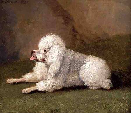A Belgian Poodle od Jacob Philipp Hackert