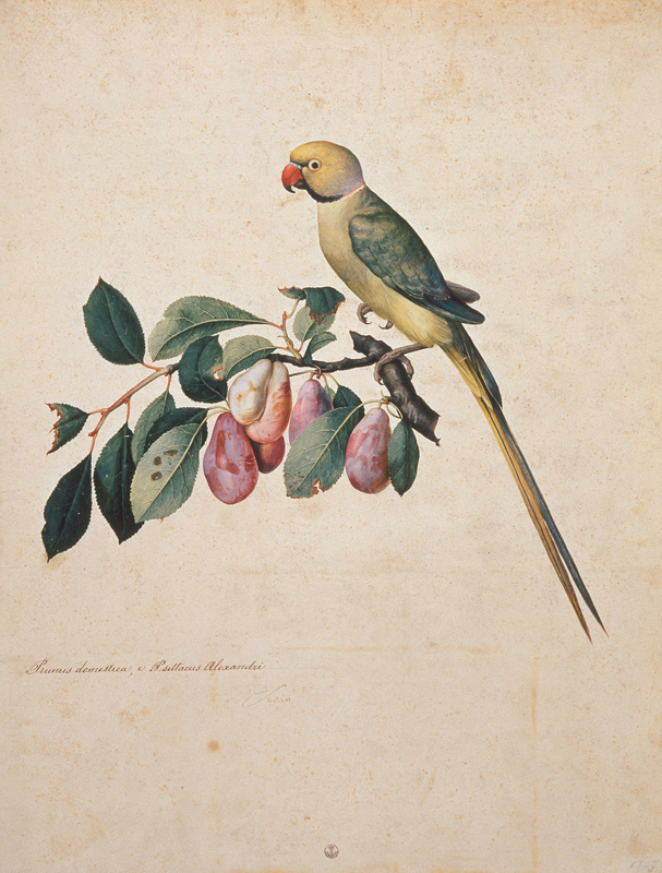 Prunus domestica, e Psittacus Alexan– dri od Jacopo Ligozzi