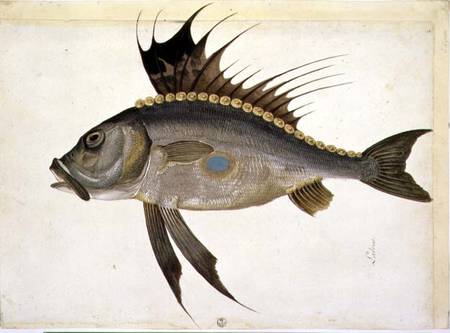 Fish od Jacopo Ligozzi