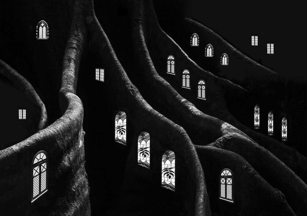 Windows of the Forest od Jacqueline Hammer