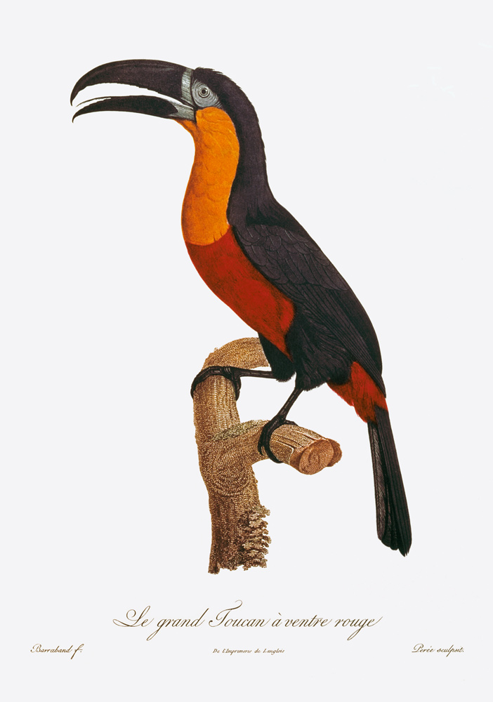 Toucan: Great Red-Bellied by Jacques Barraband od Jacques Barraband