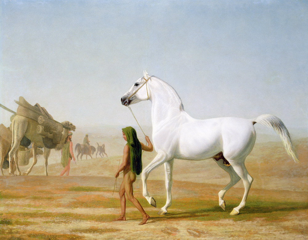 The Wellesley Grey Arabian Led through the Desert od Jacques-Laurent Agasse
