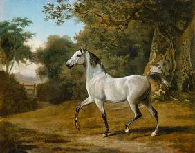 Grey Arabian stallion in a woodland landscape