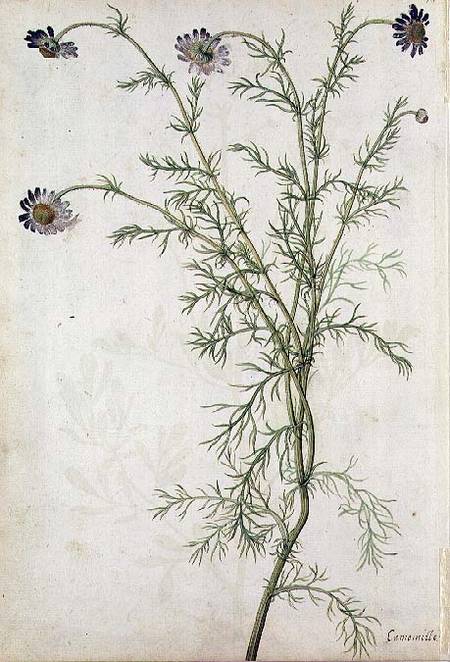 Chamaemelum nobile Allioni od Jacques Le Moyne