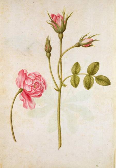 Pink Rose od Jacques Le Moyne