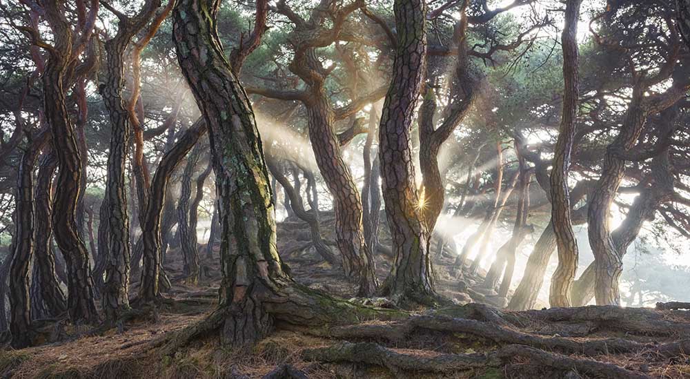 Sacred Pine Trees od Jaeyoun Ryu