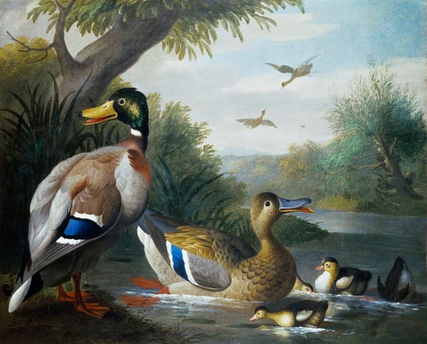 Ducks in a River Landscape od Jakob Bogdani or Bogdany
