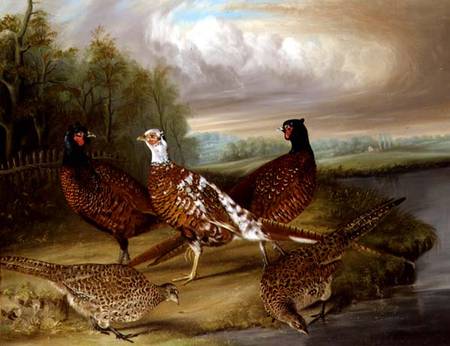 Pheasants by the River Wensum, Norfolk od James Blazeby