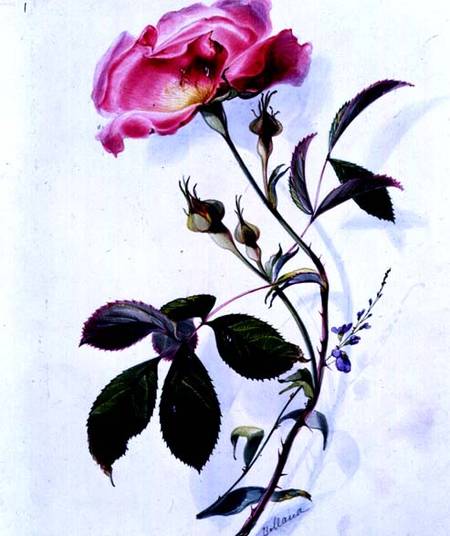 A Rose od James Holland