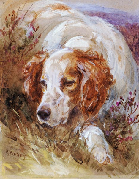 A Spaniel (w/c and bodycolour on paper) od James Jnr Hardy