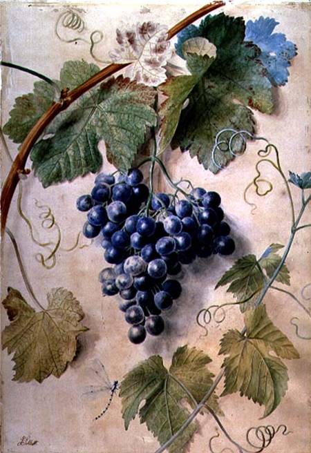 Black Grapes od James Sillett