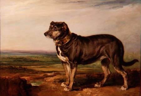 Portrait of `Vic', a Spanish Bloodhound od James Ward