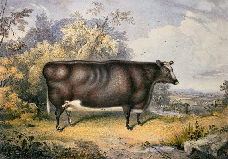 The Cottesmore Prize Heifer, 1837 (after Henry Strafford od James William Giles