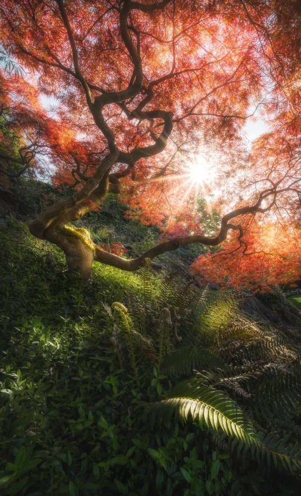 Autumn Glow od James Xiang