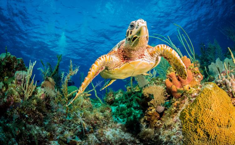 Hawksbill turtle swimming through Caribbean reef od Jan Abadschieff