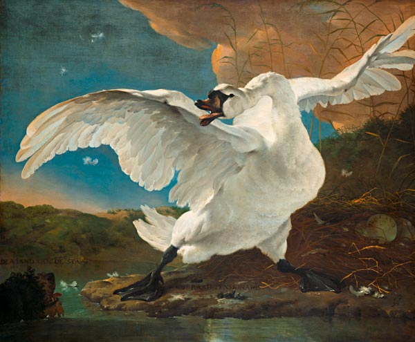 The Threatened Swan od Jan Asselijn