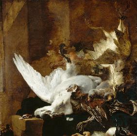 Still life with a dead swan