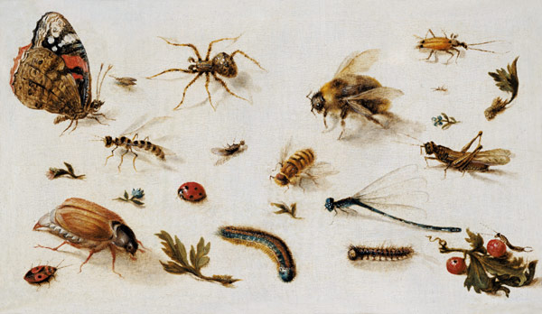 A Study of Insects od Jan Brueghel d. J.