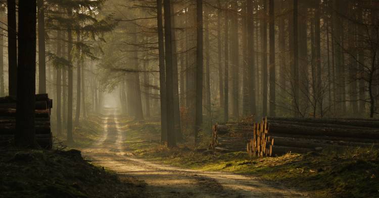 A forest walk od Jan Paul Kraaij
