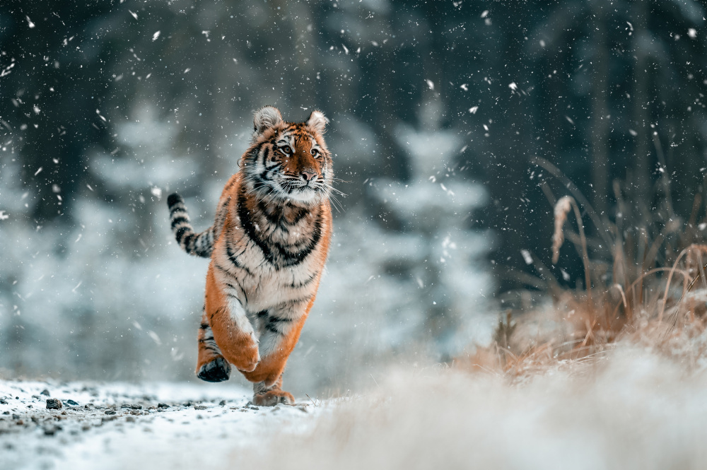 The Siberian tiger od Jan Rozehnal