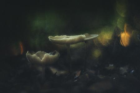 Autumn means mushrooms