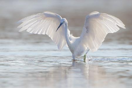 Little Egret fishing