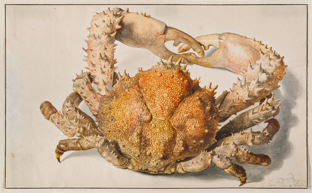 Eine Krabbe. od Jan van Huysum