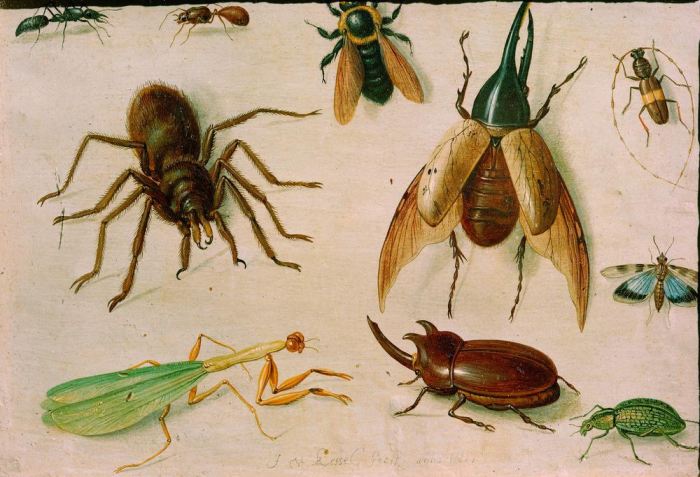 Insekten od Jan van the Elder Kessel