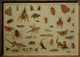 Insects and Reptiles