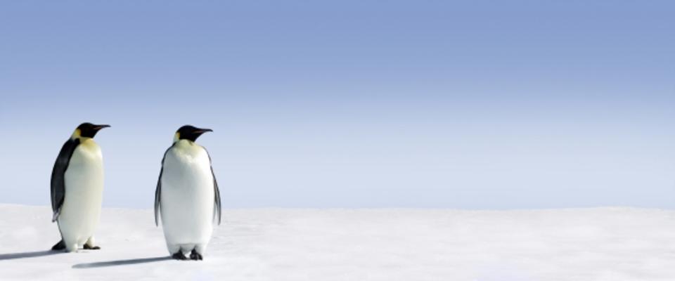 Penguin Panorama od Jan Will