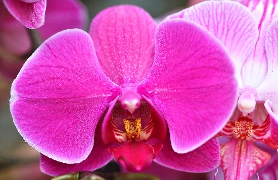 Orchideen-Schau im Botanischen Garten od Jan Woitas