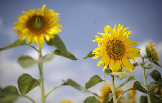 Sonnenblumen auf dem Feld od Jan Woitas