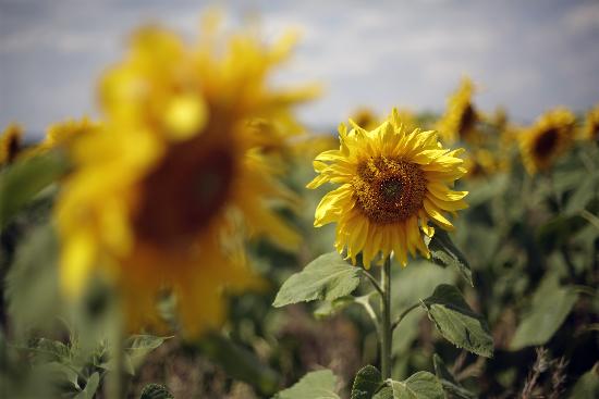 Sonnenblumen auf dem Feld od Jan Woitas
