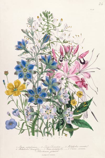 Cornflower, plate 15 from 'The Ladies' Flower Garden' od Jane Loudon