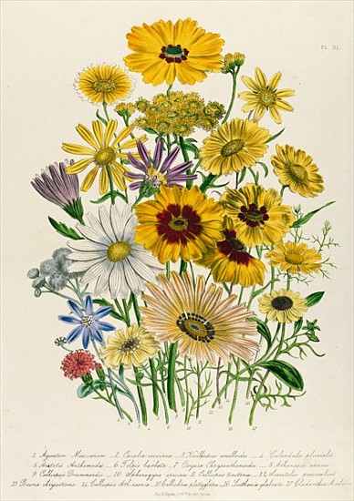 Daisies, plate 31 from ''The Ladies'' Flower Garden'', published 1842 od Jane Loudon