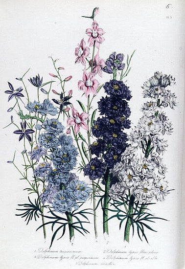 Delphiniums, plate 3 from ''The Ladies'' Flower Garden'', published 1842 od Jane Loudon