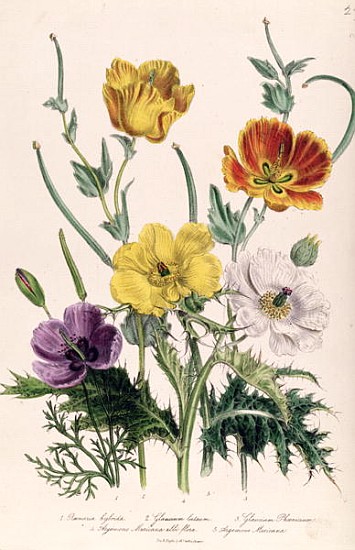 Poppies and Anemones, plate 5 from ''The Ladies'' Flower Garden'', published 1842 od Jane Loudon