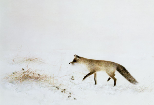 Fox in Snow  od Jane  Neville