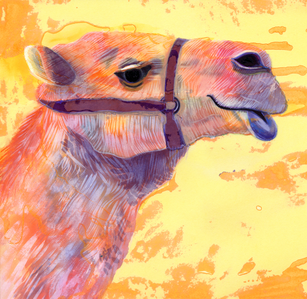 Camel od Jane Tattersfield